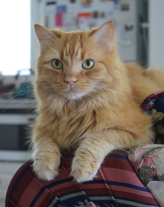 姜黄色的猫 国内的猫 胡须 爪子 基蒂 可爱的 猫科动物