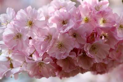 樱花 观赏樱桃 花枝 日本樱桃 梅花 春天 东亚樱桃 关闭