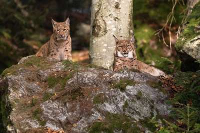 猞猁 野猫 森林 动物医院 动物 性质 野生动物