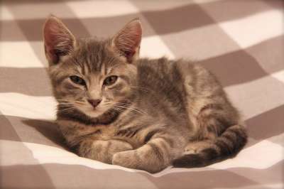 小猫 猫 可爱 宠物 动物 条纹猫 请享用 可爱的 可爱猫咪