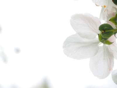 开花 花瓣 苹果花 苹果树开花 苹果树 春天 树 分支 白色的