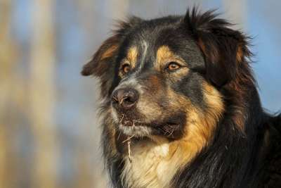 边境牧羊犬 牧羊犬 狗 Herdingdog Workingdog