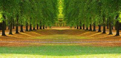 大街 林荫大道 树木 树叶 秋天的 Parklandschaft