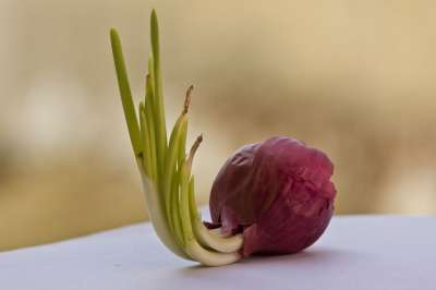 洋葱 红洋葱 电灯泡 蔬菜 健康 新鲜的 有机的 生的 成分