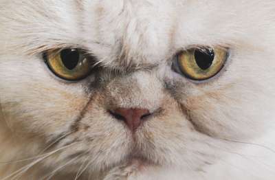 猫 眼睛 波斯人 动物 肖像 看法 毛皮 猫眼 家畜 波斯猫