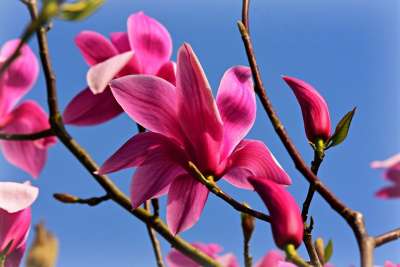 玉兰 花 树 开花 木兰科 花瓣 枝杈 春天 盛开 蓝色的弹簧