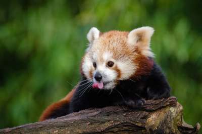 动物 可爱的 毛皮 哺乳动物 户外 小熊猫 坐 舌头 树 胡须