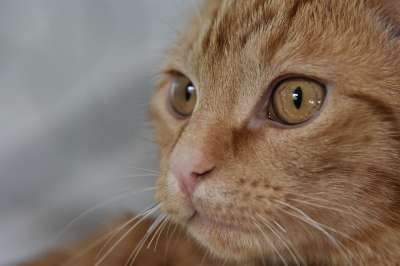 猫 猫科动物 宠物 品种 动物 哺乳动物 特写 毛皮 胡须