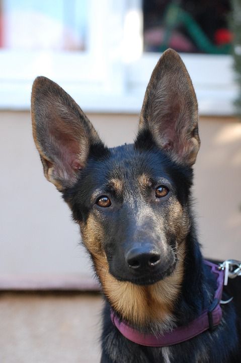 德国牧羊犬 狗 德语 牧羊人 宠物 动物 犬类 可爱的 品种
