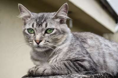 猫 基蒂 猫科动物 动物 可爱的 国内的 毛皮 肖像 小猫