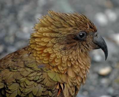 Kea 新西兰 鹦鹉 鸟