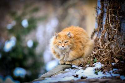 猫 宠物 动物 肖像 国内的猫 公猫 猫科动物 哺乳动物