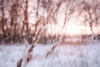 冬季 日落 雪 景观 太阳 自然 寒冷的 树木 晚上 弗罗斯特
