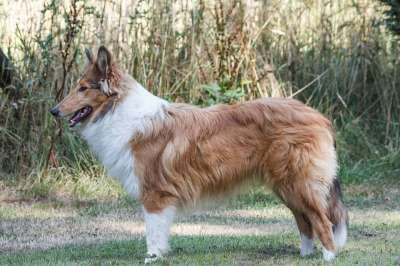 牧羊犬 狗 动物 动物肖像 常设