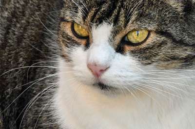 猫 头 看 特写 动物 眼睛
