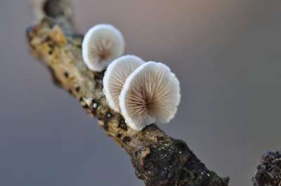 秋季 蘑菇 林 森林地