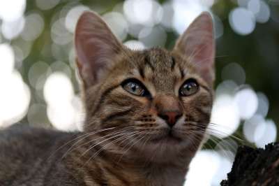 那只猫 猫似的 小的 可爱的 树 攀登