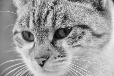 猫 肖像猫 黑白照片 胡同猫 鼻子的猫 蓝眼睛 小胡子 欧洲猫