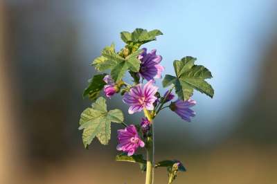 自然 工厂 花朵 花瓣 紫色的 雄蕊 花粉 叶 绿色的 近