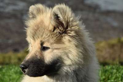 狗 年轻的狗Eurasier 狗的奥拉夫的蓝色 肖像简介