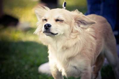 狗 奇瓦瓦州 犬类 小狗 可爱的 宠物 动物 快乐的 品种