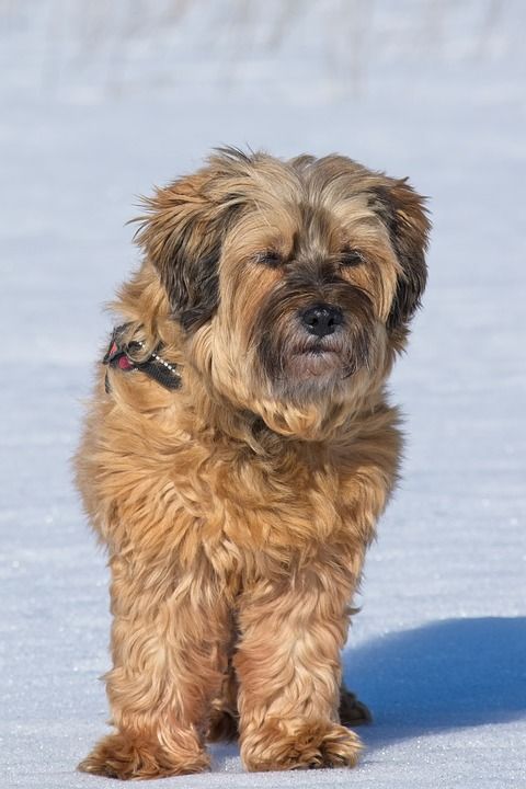 西藏小猎犬 品种的狗 狗 动物 动物肖像 纯种狗 冬天 雪 家畜