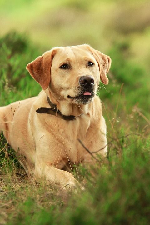 拉布拉多犬 狗 动物 宠物 性质 躺着 绿色 林 布什