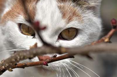 猫 可爱的 动物 肖像 眼睛 关闭 脸 鼻子