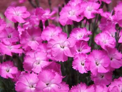 康乃馨 粉色的 鲜花 石竹 粉红色的花朵 花瓣 花卉 春天 花园