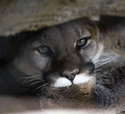 山狮 猫 美洲狮 彪马 自然 野生动物 捕食者 动物 哺乳动物