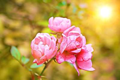 数字 绘画 图形 玫瑰 花园 花瓣 艺术 花 鲜花 布卢姆