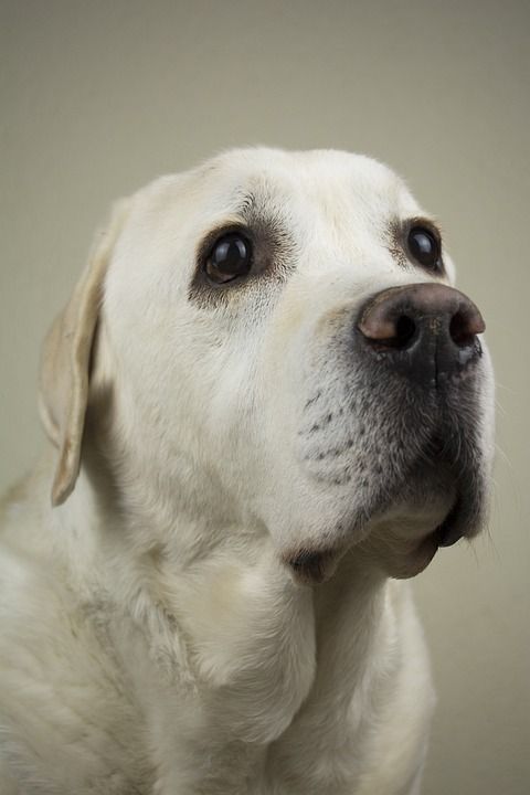 狗 拉布拉多犬 猎犬 年轻 犬类 家庭