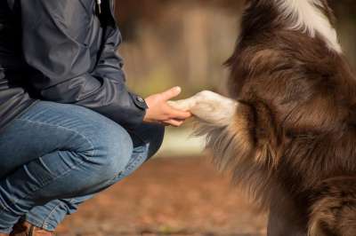 狗 宠物 所有者 人类 友谊 澳大利亚牧羊犬 动物 家犬 犬类