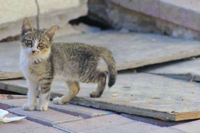 小猫 猫 可爱的 动物 国内的 基蒂 年轻 毛皮 关 灰猫