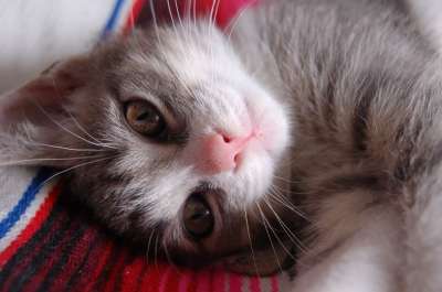 猫 小猫 宠物 动物