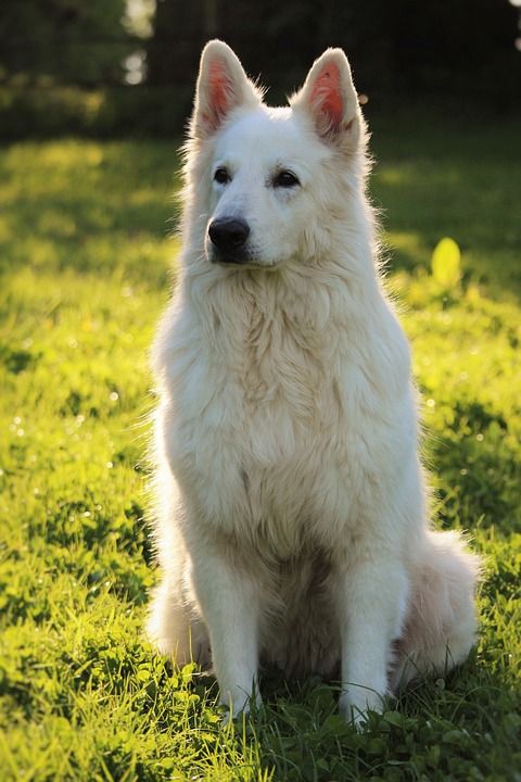 瑞士白牧羊犬 动物 狗 白色的 犬类 哺乳动物 可爱 春天