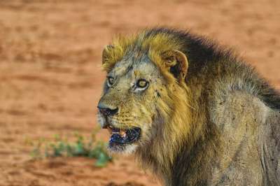狮子 肖像 大猫 捕食者 野生动物 男性 关闭 野猫 暮光 猫