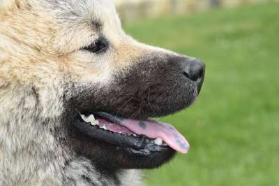 狗 狗Eurasier 狗北欧比赛 肖像狗的档案 黑色的口吻