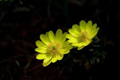 大自然 花 植物 野花 多种植物 春天 荒野 花朵 狂野的