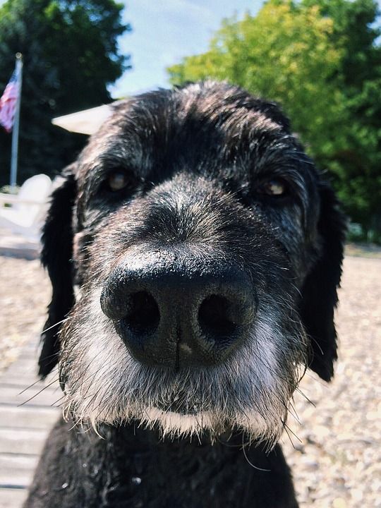 狗 犬类 Goldendoodle 黑色的 老的 宠物 海滩