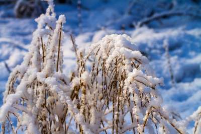 冬天 雪 白色的 草 被雪覆盖 寒冷的 自然 霜