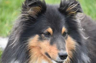 狗 狗的设得兰群岛牧羊犬 肖像狗的档案 纯种狗 狗肖像 狗狗我爱