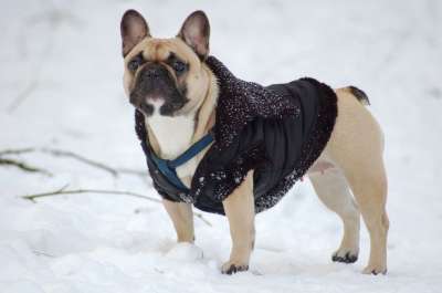 斗牛犬 狗 雪