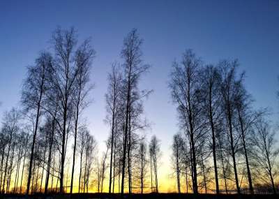 日落 地平线 景观 树 天空 大自然 晚上 暮光之城 傍晚的天空