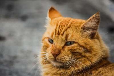 动物 猫 迷路 红色的 可爱的 哺乳动物 毛皮 肖像 看着 头