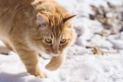 可爱的 动物 猫 小的 肖像 自然