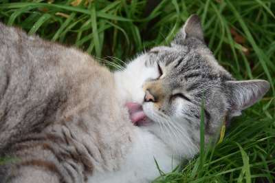 猫 粗糙的猫舌 猫在梳理 胡同猫 猫云 欧洲猫 家猫 宠物