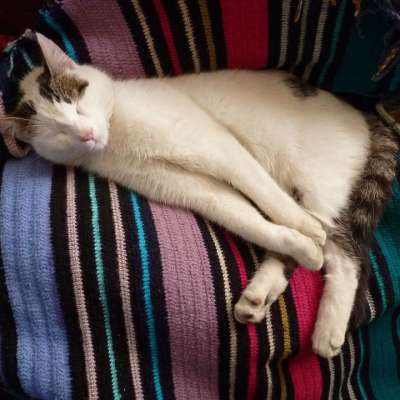 猫 猫科动物 睡眠 小猫 国内的 宠物 动物 基蒂 毛皮