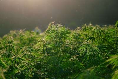 麻 植物 大麻 自然 麻场 树叶 叶子 种植园 大麻叶 背光