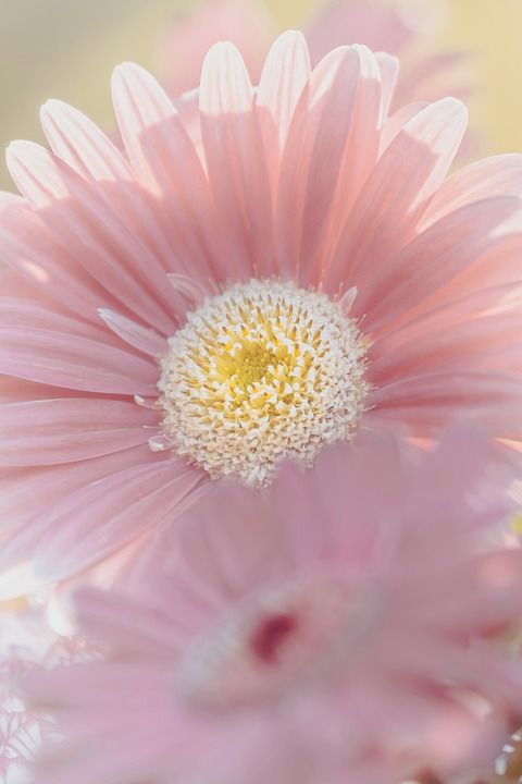 花 非洲菊 开花 盛开 花园 春天 植物学 花瓣 特写